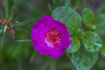 magenta common purslane focus on pollen