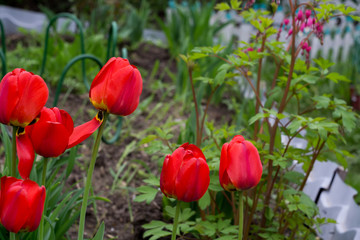 Obraz premium Red Tulips in the Garden