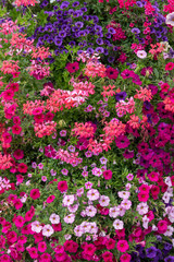 Petunien und Geranien