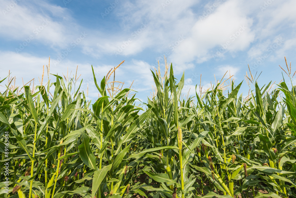 Sticker Silage maize from  close against a blue sky