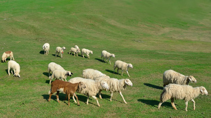Obraz premium flock of sheep on green grass