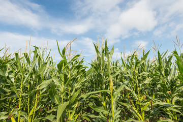 Silage maize from  close against a blue sky