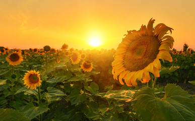 Tournesols