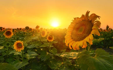 Cercles muraux Tournesol Tournesols