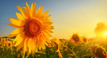 Gartenposter Sonnenblume Sunflower