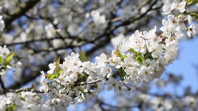 White cherry tree blossom with blue sky