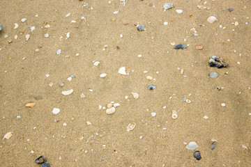 mini shell on beach