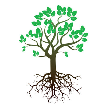 Tree and Roots. Vector Illustration.