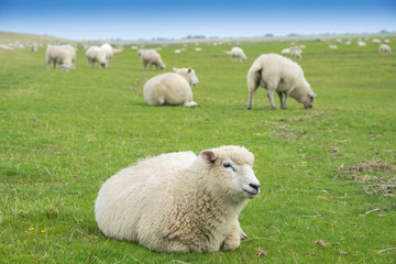 sheep on a meadow