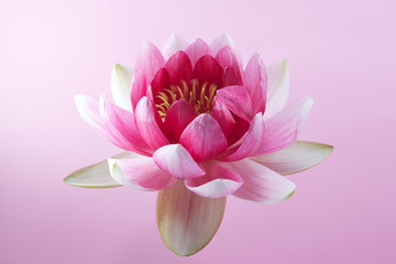 water lily, lotus on pink