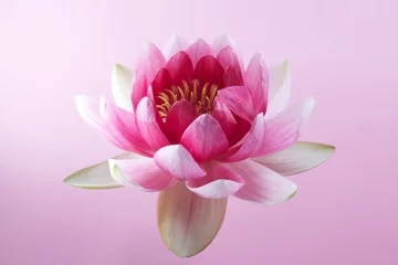 Papier Peint photo Lavable fleur de lotus water lily, lotus on pink