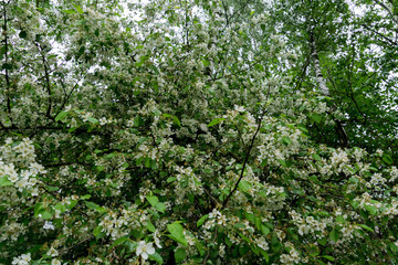 Fototapeta na wymiar White Blossom in Spring
