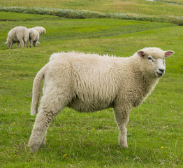 sheep on a meadow