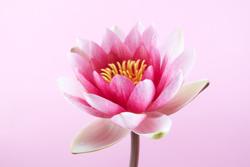 Obraz premium water lily, lotus on pink