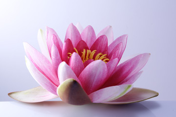 Seerose, Lotus auf pastellfarbenem Hintergrund