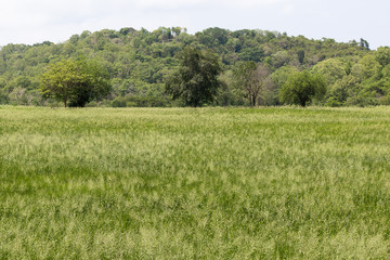 Grass field landscape and wild flowers