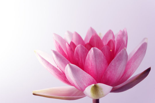 water lily, lotus on pastel background