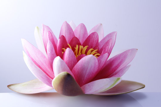 Fototapeta water lily, lotus on pastel background