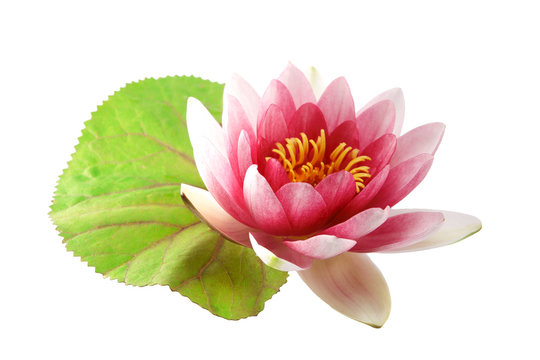 Fototapeta Lotus or water lily isolated
