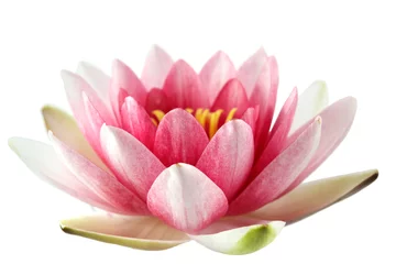Wall murals Lotusflower Lotus or water lily isolated
