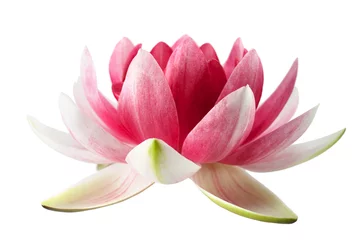 Gartenposter Wasserlilien Lotus oder Seerose isoliert