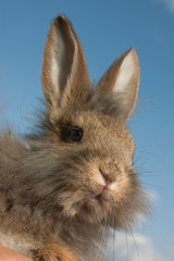 Grey rabbit