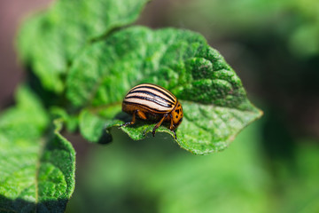 Colorado potato beetle