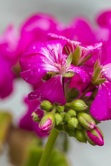 geranium wet after the rain in the garden