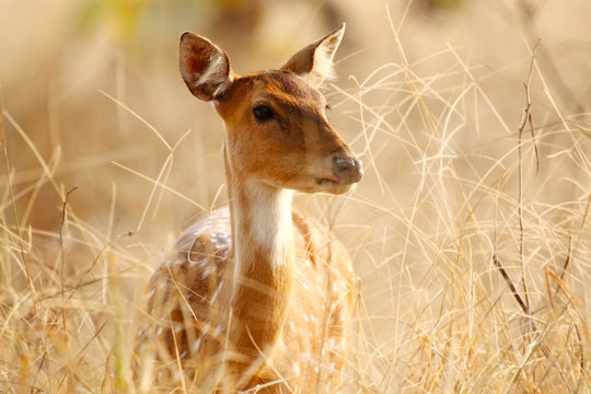 Spotted deer female Portrait in natural habitat at Tadoba Tiger Reserve, Maharashtra,India