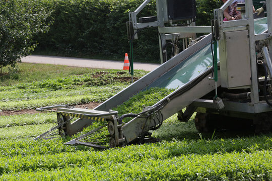 rucola ernte mit einer maschine