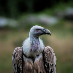 the griffon vulture