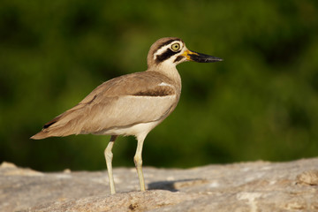 Stone plover bird also known as Great Stone-curlew or Great Thick-knee, photographed against the green background