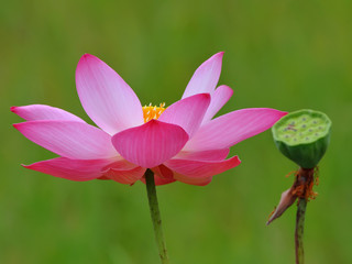 Lotus flower