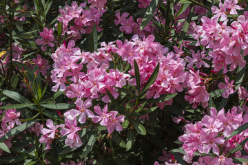 oleander in the garden
