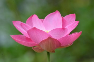 Lotus flower