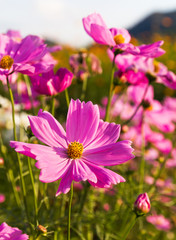 Obraz na płótnie Canvas Pink cosmos flower in garden