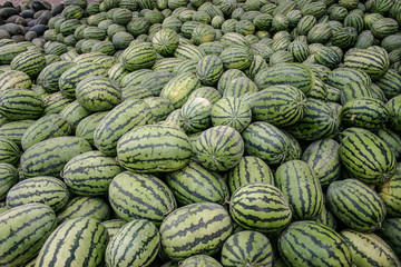 Kashgar watermelons
