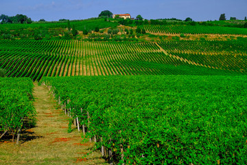 Fototapeta na wymiar Tuscany Wine Farm House