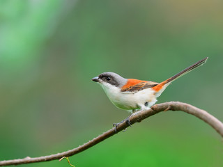Bird (Burmese Shirke) , Thailand