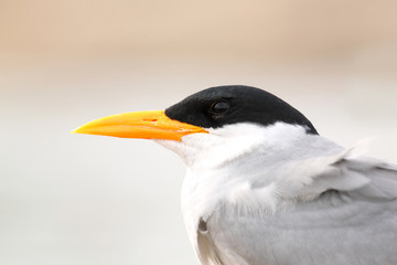 River Tern Bird closeup picture , photographed against mix of white and dusty background