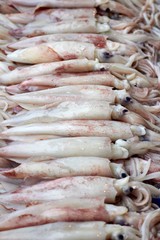 Fresh squid is in the fresh market.