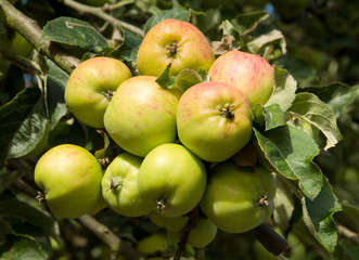 apples on tree