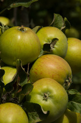 green apples