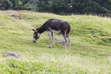 Naklejka na ściany i meble donkey in the farm