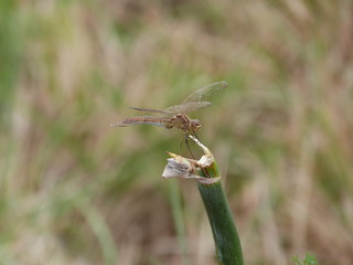 un perchoir de libellule