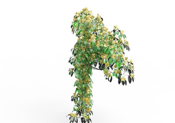 ivy leaves isolated on a white background