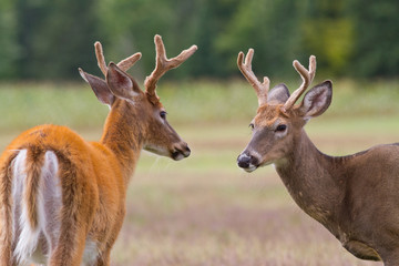 Naklejka na ściany i meble Two whitetail deer bucks approach each other in an open field.