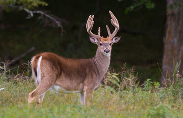 Trophy whitetail deer buck standing in a northern Wisconsin field with deep forest behind.