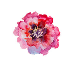 Pink, red peony watercolor