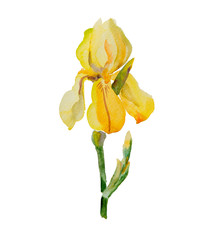 beautiful yellow iris flower
